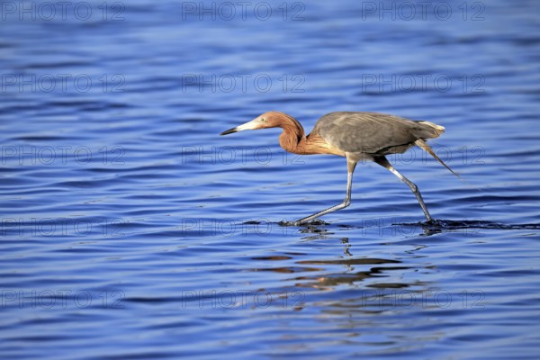 Reddish Egret (Egretta rufescens), adult, in water, foraging, hunting, alert, Merritt Island, Black