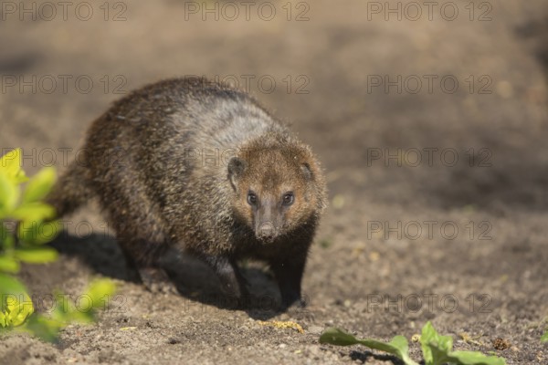 One common kusimanse (Crossarchus obscurus), also known as the long-nosed kusimanse, cusimanse or