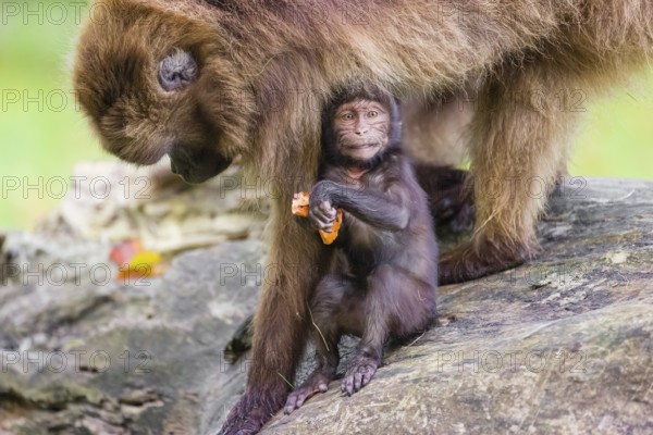 A baby Gelada (Theropithecus gelada), or bleeding-heart monkey, stays in close contact to his
