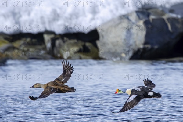 King eider (Somateria spectabilis) pair, female and male in breeding plumage taking off from water