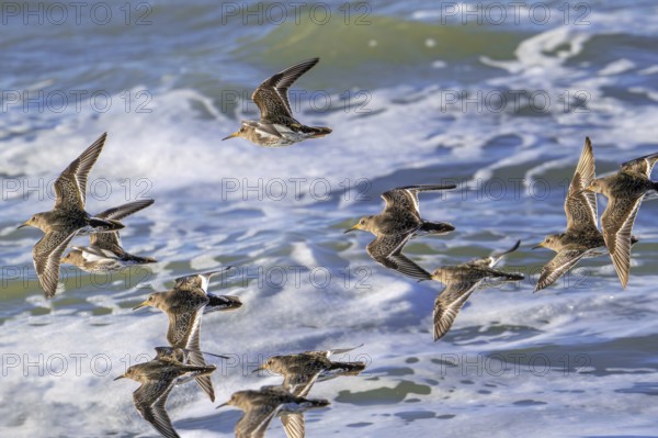 Flock of purple sandpipers (Calidris maritima) in non-breeding plumage flying over sea water along
