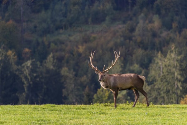 One male Altai maral, Altai wapiti or Altai elk (Cervus canadensis sibiricus) walks on a meadow. A