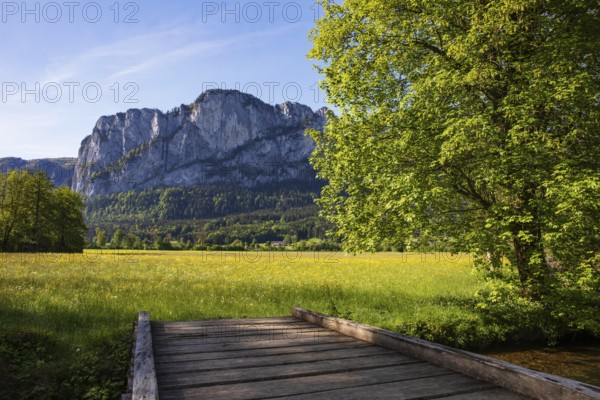 Maple tree and spring flower meadow with dragon wall, Mondseeland, Salzkammergut, Upper Austria,