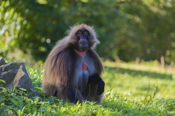 Portrait of an adult male Gelada (Theropithecus gelada), or bleeding-heart monkey, resting on a