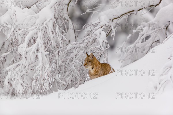 One young male Eurasian lynx, (Lynx lynx), walking through deep snow covered undergrowth in a