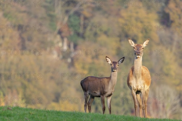 An adult red deer hind (Cervus elaphus) and a calf are standing in a meadow in the beautiful