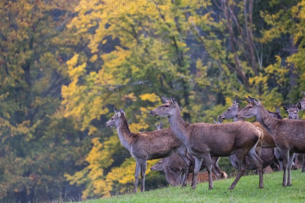 A herd of red deer (Cervus elaphus) stands on a meadow on hilly ground at a forest edge