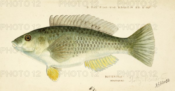 Spotted or paketi, Notolabrus celidotus, The spotty or paketi, fish, reproduction of an original,