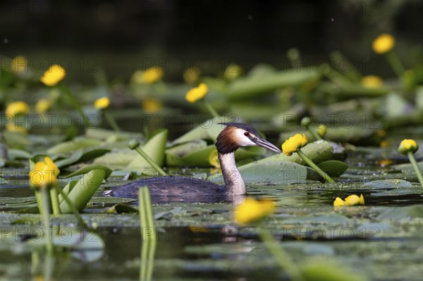 Great Crested Grebe (Podiceps cristatus), Nettetal, Germany, Europe