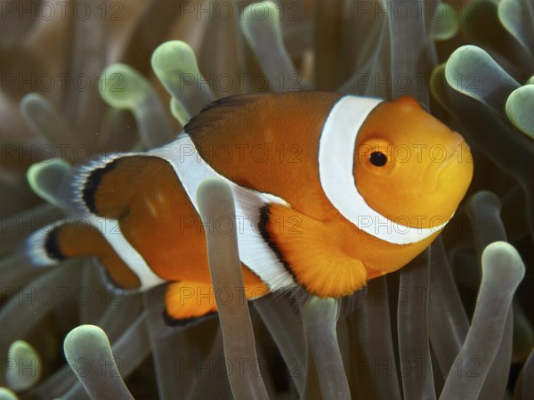 Close-up of an orange-white Ocellaris Clownfish (Amphiprion ocellaris) in a sea anemone, calm