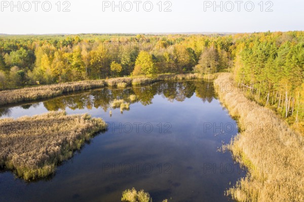 Aerial view of a pond of the Luggraben with a wide reed belt in autumn, near the Königsbrücker