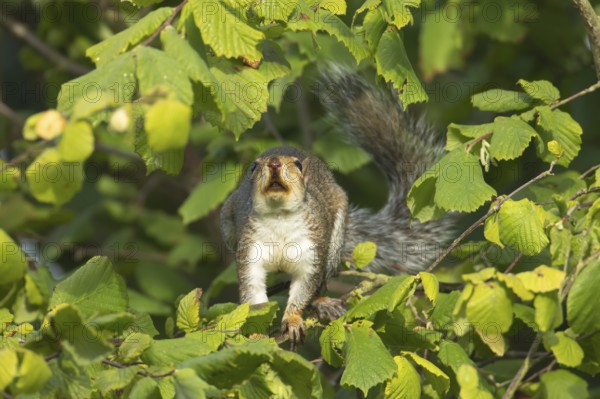 Grey squirrel (Sciurus carolinensis) adult animal in a Hazel tree in the autumn, England, United
