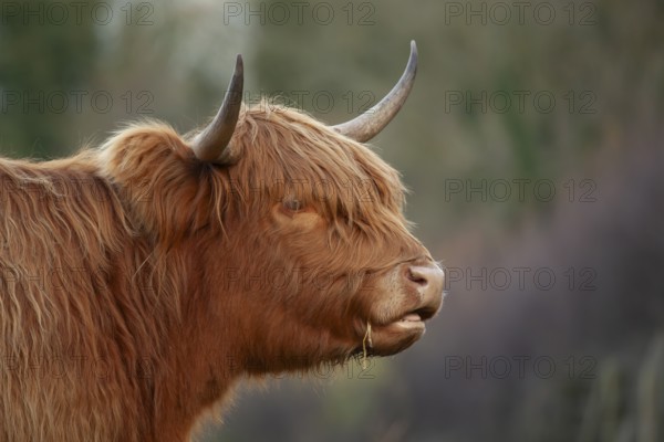 Highland cattle or cow (Bos taurus taurus) adult farm animal head portrait, England, United