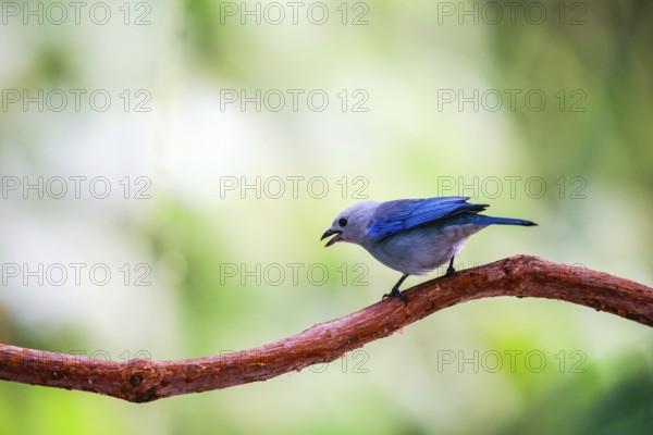 Episcopal Tanager (Thraupis episcopus), Tangare (Thraupidae), Alajuela, Costa Rica, Central America
