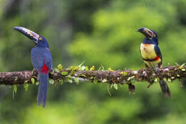 Collared Aracari (Pteroglossus torquatus), Toucans (Ramphastidae), Laguna del Lagarto Lodge,