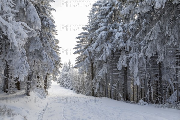 Even the tree trunks are all decorated with hoarfrost, snowy winter landscape on the Auersberg,