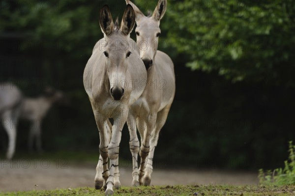 Two donkeys standing side by side on an earthy ground against a background of green trees, Somali