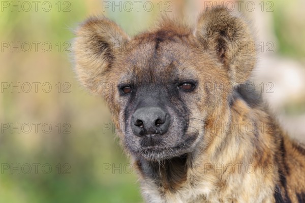 Portrait of a Spotted Hyena (Crocuta crocuta), or Laughing Hyena in beautiful light