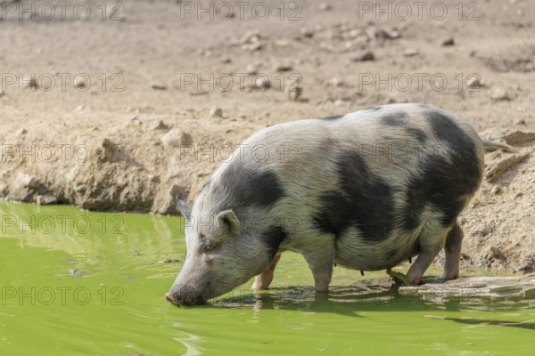 A female Vietnamese pot-bellied pig, Sus scrofa f. domestica, stands in a pond with green water and