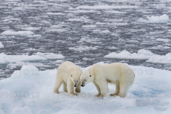 Polar bears (Ursus maritimus) on the pack ice at 82 degrees north on an ice floe, mother with cubs,