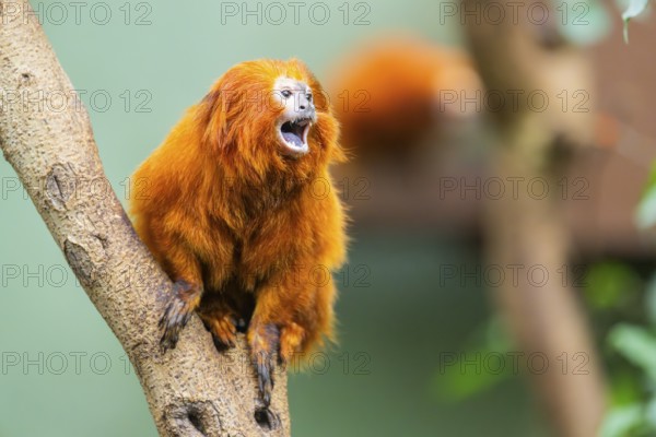 Golden lion tamarin (Leontopithecus rosalia), climbing on a tree, captive, Germany, Europe