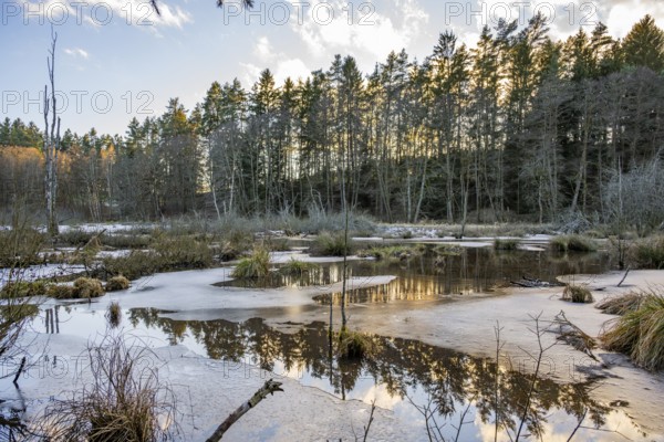Winterladscape of a swamp with ice, Lengenbach, Deining, Upper Palatinate, Bavaria, Germany, Europe