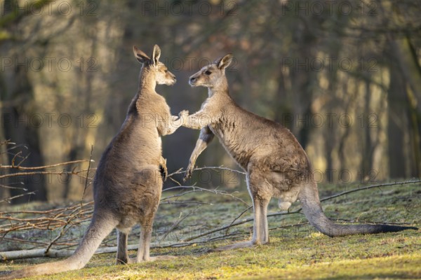 Eastern Gray Kangaroo (Macropus giganteus), two males fighting on a meadow, captive, occurance