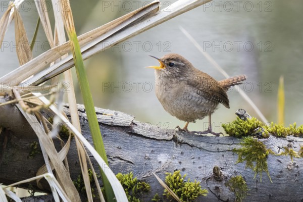 Singing wren (Troglodytes troglodytes) on a branch in a natural environment, Hesse, Germany, Europe