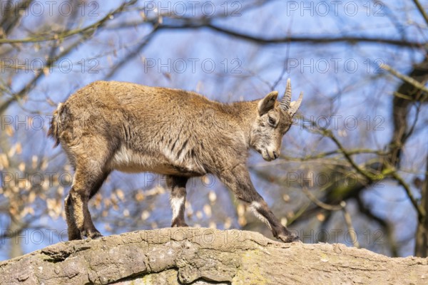 Alpine ibex (Capra ibex), in the mountains, Bavaria, Germany, Europe