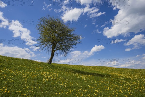 Flowering dandelion meadow (Taraxacum) and single English oak (Quercus robur), natural landscape