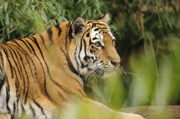 A tiger lies relaxed amidst bamboo and foliage, Siberian tiger (Panthera tigris altaica), captive,
