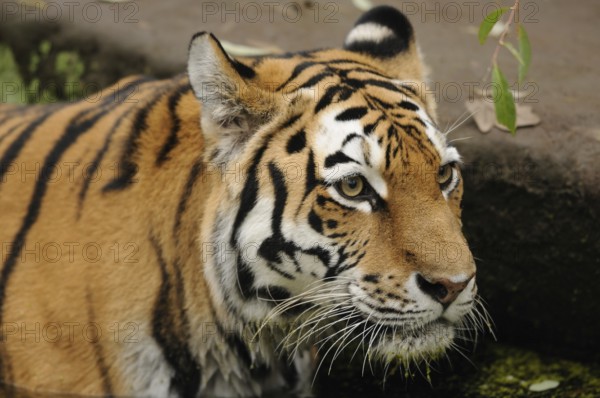 Close-up view of a tiger next to water with focussed view, Siberian tiger (Panthera tigris