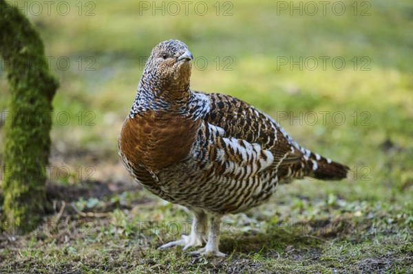 Western capercaillie (Tetrao urogallus) female (hen) standing on the ground at the edge of a foest,