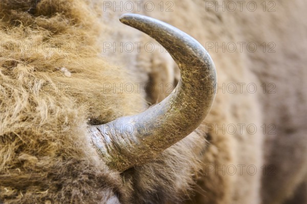 European bison (Bison bonasus), horn, detail, Bavarian Forest, Germany, Europe
