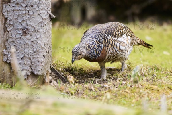 Western capercaillie (Tetrao urogallus) female (hen) standing on the ground at the edge of a foest,