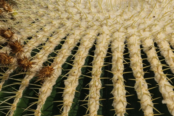 Golden globe cactus, Echinocactus grusonii alias Kroenleinia grusonii, also known colloquially as