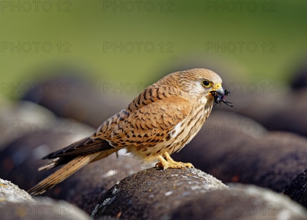 Female lesser kestrel (Falco naumanni) with captured cricket, ERxtremadura Spain