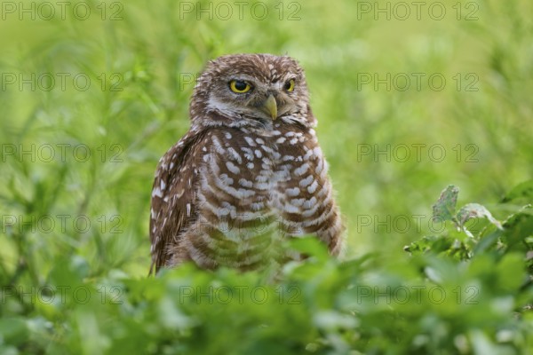 Burrowing owl (Speotyto cunicularia), sitting in a meadow, Pembroke Pines, Florida, USA, North