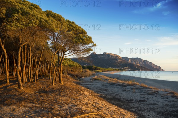 Lonely sandy beach and pine forest, Spiaggia di Isula Manna, sunrise, Santa Maria Navarrese, Gulf