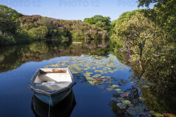A small lake with an old boat and water lilies. Flowering rhododendrons (Rhododendron) grow on the