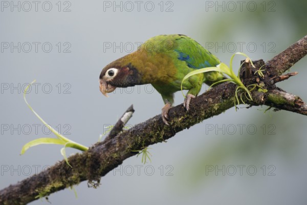 Grey-cheeked parrot (Pyrilia haematotis), Costa Rica, Central America