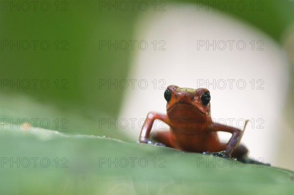 Strawberry frog (Oophaga pumilio), Tortuguera National Park, Costa Rica, Central America