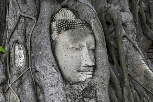 Sandstone Buddha head at the foot of a Bodhi tree in Wat Mahathat, Temple of the Great and Holy