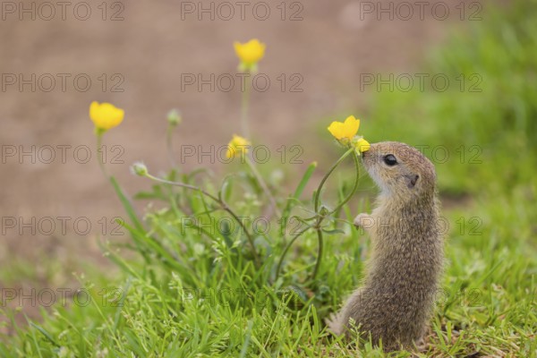 A young European ground squirrel (Spermophilus citellus) or European souslik sits in green gras
