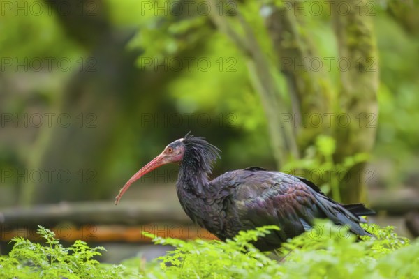 A Northern Bald Ibis, Hermit Ibis, Geronticus eremita, stands in green vegetation, looking for food