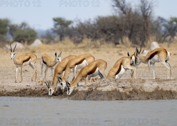 Herd of springboks (Antidorcas marsupialis) drinking at a waterhole, Nxai Pan National Park,