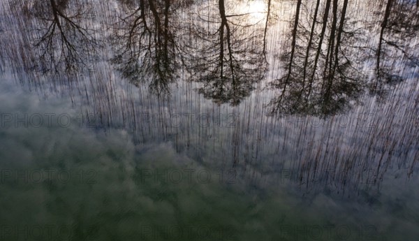 Drone shot, bare trees are reflected in the water at the reed belt, Mondsee, Salzkammergut, Upper