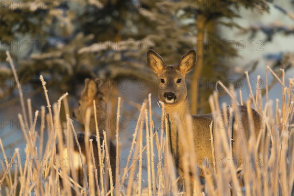 Roe deer standing in hoar frosted dead stinging nettle at minus 15 °C at sunrise. Licking off the