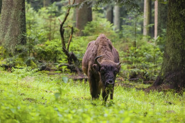 An adult female European bison (Bison bonasus) stands in a clearing in a dense forest