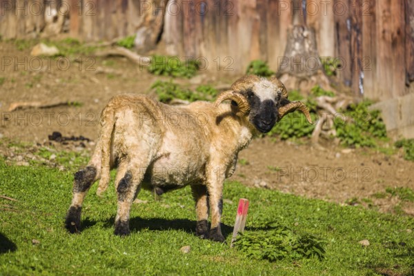 A male Valais Blacknose sheep (Avis Aries) stands on a green meadow on hilly ground